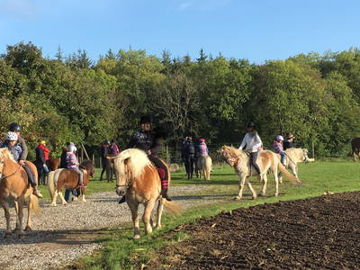 Bild 9 aus  Ferienhof Messer  Bauernhofurlaub  Ostseenähe  Ponys
