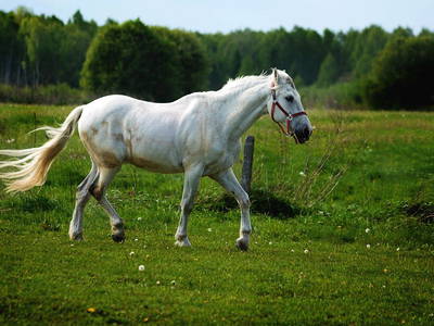 Bild 7 aus  Ferienwohnung Pferdezucht Bickenalb