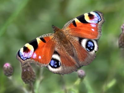 Bild 45 aus  Gut Büchenau  -  Auszeit für Erholungsuchende & Naturliebhaber