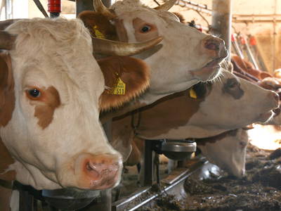 Bild 21 aus  Stefanutti Hof