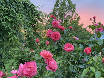 Bild 36 aus  Ferienhof Messer  Bauernhofurlaub  Ostseenähe  Ponys