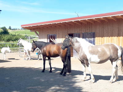 Bild 16 aus  AllgäuMax