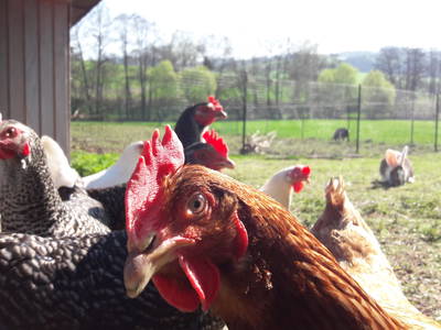 Unsere Hühnerscharr