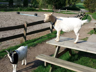 unsere Ziegen Mecki & Flecki