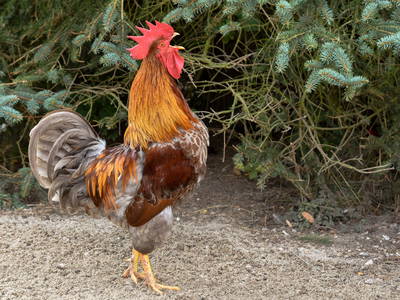 Bild 24 aus  Sonis kleine Farm Grömitz