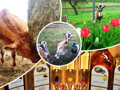 Bild 47 aus  Langenhof im Schwarzwald bei Oppenau