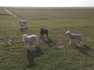 Schafe am Nordseedeich