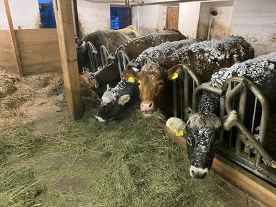 Bild 19 aus  Gschliererhof