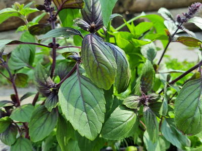 Bild 27 aus  Edlgütl Dein Hideaway