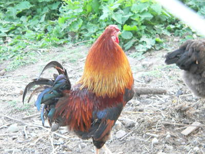 Bild 26 aus  Grenzer Ökohof