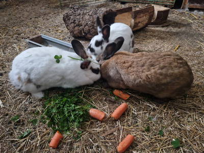 Bild 26 aus  Ferienhaus Schilz