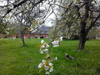 Bild 13 aus  Ferien & Reiterhof Landgut Lischow