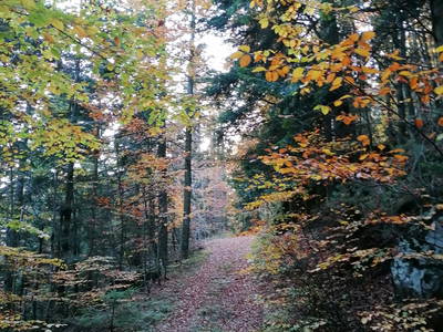 Bild 17 aus  Ferienwohnung Josef Müller