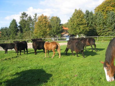 Bild 13 aus  Landhaus Wehmhoff