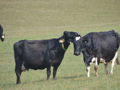 Bild 8 aus  Wendelhof