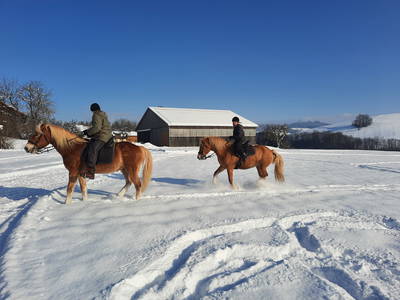 Bild 11 aus  Ferienbauernhof Reitberger - Brandl