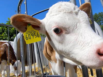 Bild 15 aus  Steigerwaldhof Krafft