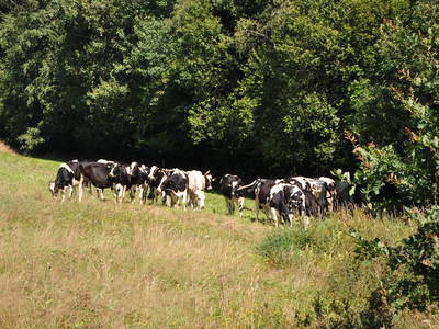 Bild 10 aus  Mühlenhof Seyde