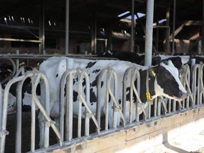 Bild 23 aus  Ferienhof Knoop