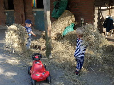 Bild 21 aus  Fjordgestüt Süderstapel GbR
