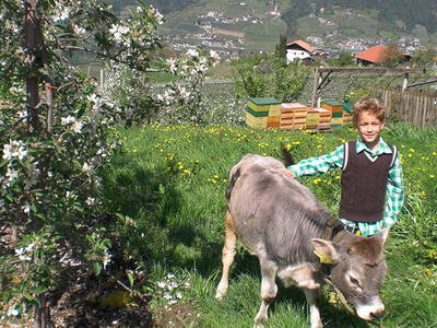 Bild 5 aus  Krebishof