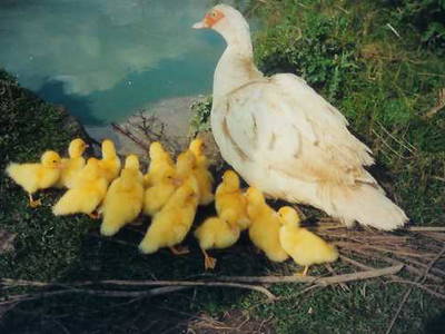 Bild 17 aus  Ferienhof Denker