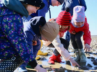 Viel zu entdecken bei der Wattwanderung oder Watterkundung