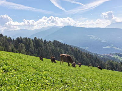 Bild 10 aus  Ratscheinerhof