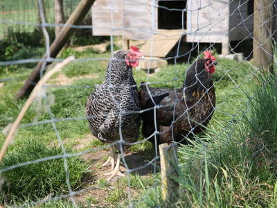 Bild 37 aus  Bio-Obstgut Oberhof