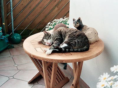 Bild 20 aus  Mayerhof- der Ferienbauernhof mit dem Pool, den Pferden u. d. tollen Spielplatz