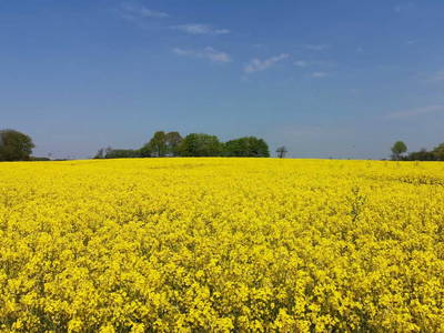 Rapsblüte im Mai