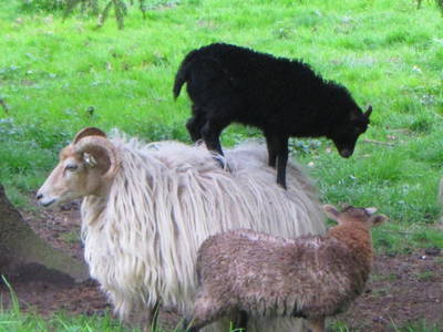 Bild 4 aus  Ferienhof  Moos