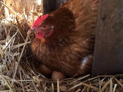 Bild 14 aus  Ferienhof Wiesengrund