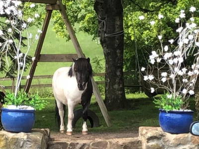 Bild 7 aus  Burgbauernhof am Katzenstein - Ursprünglichkeit des Landlebens gepaart mit Gesundheit und Luxus