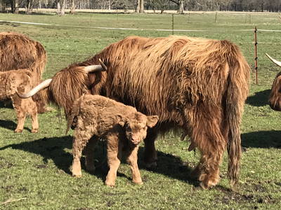 Bild 21 aus  Reiterhof Losse