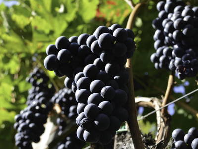 Bild 14 aus  Bachmannhof