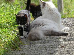 Bild 22 aus  Bergbauernhof Aichele