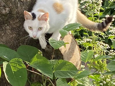 Bild 35 aus  Ferienhof Messer  Bauernhofurlaub  Ostseenähe  Ponys