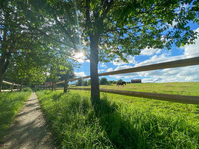 Bild 19 aus  Reit-, Pensions- und Ferienhof Zehendner