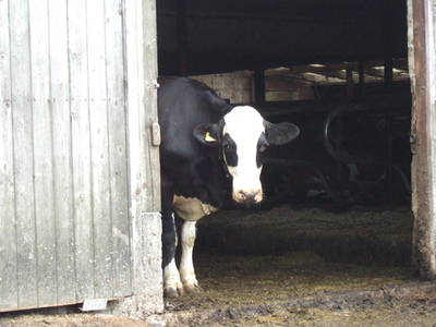 Bild 23 aus  Ferienhof Schmidt-Köss