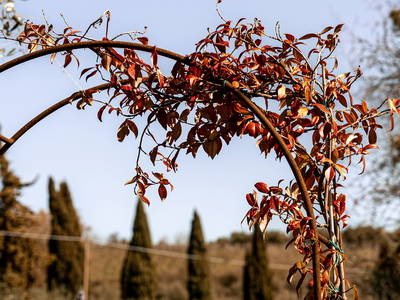 Bild 42 aus  LandSelection Weingut "IL PALAGIO"