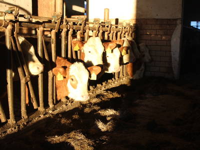 Bild 33 aus  Woferlhof