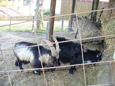 Bild 14 aus  Ferienwohnugen Bruckhuberhof