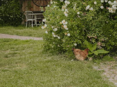 Bild 19 aus  Hof Alte Zeiten