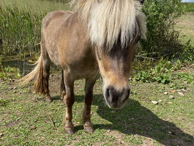 Bild 20 aus  Ferienhof Morich Harz