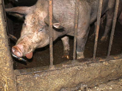 Bild 22 aus  Ommen Ferienhof