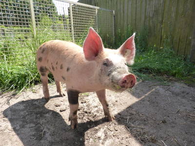 Bild 27 aus  Ferienhof Wolschendorf