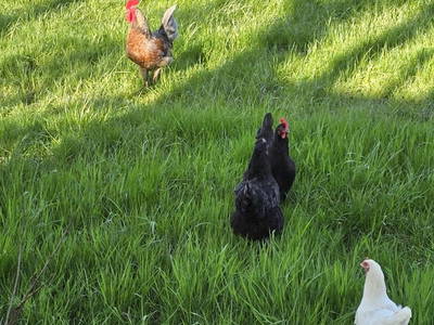 Bild 17 aus  Heverhus