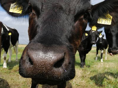 Bild 22 aus  Landhaus Ibs, direkt an der Nordsee