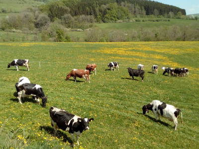 Bild 21 aus  Familienbauernhof Faß